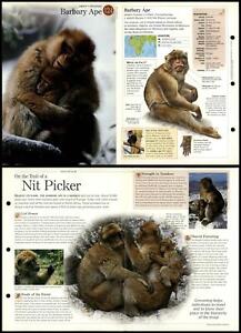 Barbary Ape #124 Mammals - Discovering Wildlife Fact File Fold-Out Card