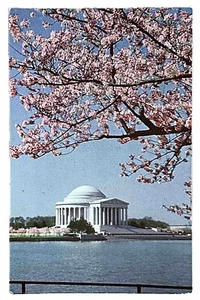 Postcard Jefferson Memorial Washington DC • Dome • April Cherry Blossom Festival - Picture 1 of 2