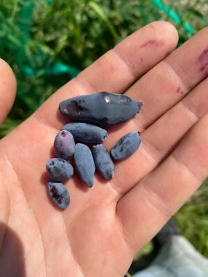 Honeyberry  Haskap Seeds - Lonicera Caerulea Edulis -10 Seeds mix of varieties - Image 1 of 4