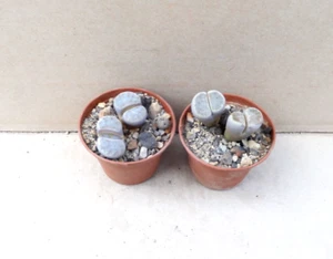 Lithops dinteri - Bild 1 von 3