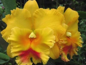 BIN-Rlc. Chomthong Delight 'Jocelyn' Fragrant! Collector's item! Cattleya Orchid - Picture 1 of 2