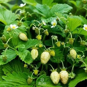 30+ semillas frescas fresa bosque blanco. Semillas milagro amarillo, fragaria vesca - Imagen 1 de 8