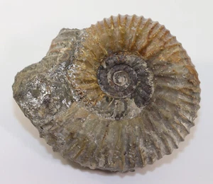 Ammonit, Stephanoceras (Normannites) orbignyi , Jura, Bajoc, Osterfeld, D-k299 - Picture 1 of 6