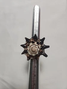 Vintage Designer signierter Lena Sterlingsilber großer Muschel Ring Größe 6 (122) - Bild 1 von 11