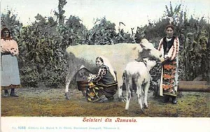 Romania - Milking a cow - Picture 1 of 2