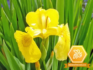 Schwertlilie gelb - Iris pseudacorus Teichpflanze Wasserpflanze Sumpfpflanze - Bild 1 von 5