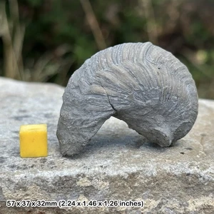Fossil gryphaea bivalve, "devil's toenail" an iconic fossil from the jurassic - Picture 1 of 1