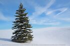 SEED- White Spruce for Windbreaks, Specimen Tree, Bonsai,  Cold Hardy Evergreen