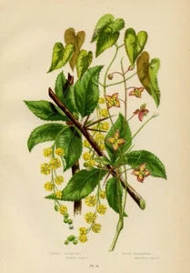 1899 Stampa Antica = EPEMEDIO AFRODISIACO (10) Piante Fiori CROMOLITO by Pratt - Bild 1 von 1