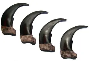 4 LG 3 IN SYTHENTIC GRIZZLY BEAR CLAW brown bears black wild animal claws resin - Picture 1 of 1