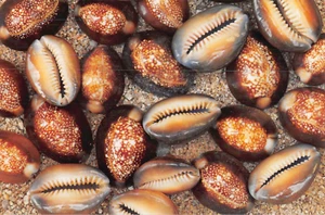 Postal: Cowrie Shells, 4x6, sin publicar - Imagen 1 de 2