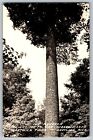 GRAYLING MICHIGAN Monarch tree RPPC HARTWICK PINES MI vintage UNP Postcard A27