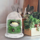 Succulent Bubble Vase Glass Eco Bottle - Micro Landscape Decoration-