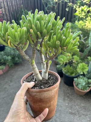 "Planta de jade Hobbit Crassula Ovata Gollum planta de jade de 7"" a 8"" de alto" Foto 1 de 4