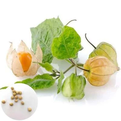 SEMISAUVAGE 100 Graines de Physalis