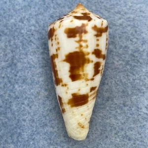 #3 Conus spectrum 37.1mm F+ Philippines - Picture 1 of 3