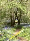 Photo 12x8 More bluebells beyond Compton Dando The trees are not that clos c2014
