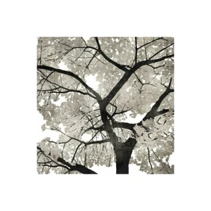 Stampa su Tela su Carta Poster o Quadro Bennett Kate Silver Leaves - Picture 1 of 2