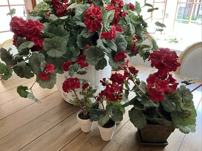 Raz Imports 4 geranios rojos en maceta y 3 fotos de geranio rojo ~ Usadas y amadas Foto 1 de 4
