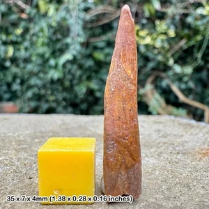 Rare genuine pterosaur tooth fossil (pterodactyl) dinosaur age cretaceous kem - Picture 1 of 1