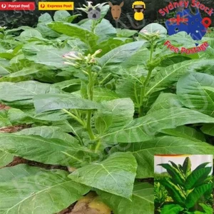 500PCS Tobacco seedS From Sydney AU*POST - Picture 1 of 6