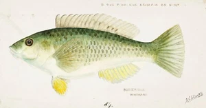 14511.Impresión de póster decorativo.Arte de pared de habitación.Dibujo de vida marina.Diseño de mercado de peces - Imagen 1 de 1