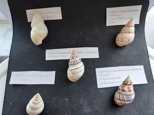 #Y200 Lot of 5 better Liguus land snail shells with info tags approx. 44-51mm - Picture 1 of 2