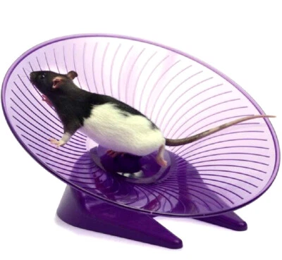 SHARPLES FLY 'N' SAUCER WHEEL Sml, Med, Lrg : Small Furry Animal Spinner Sharple Exercise