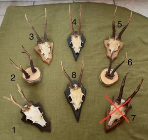 Jagdtrophäe Rehbock Geweih - Bild 1 von 2
