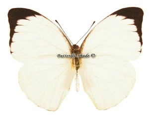 Unmounted Butterfly/Pieridae - Nepheronia argia argia, male, CAR, A- - Picture 1 of 2