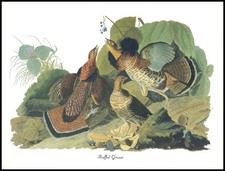 Illustration Print - Ruffed Grouse - Audubon Bird Art - 134