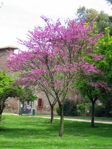 ALBERO DI GIUDA (Cercis Siliquastrum) - 100/250 Semi + Regalo - Foto 1 di 3