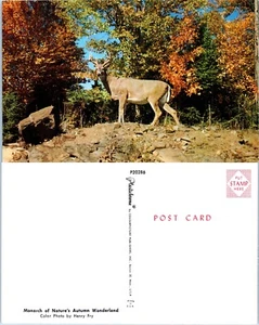 Monarch of Nature's Autumn Wonderland (Buck) Vintage Chrome PC - Picture 1 of 1