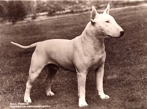 BULLTERRIER CHARMANTER HUND GRÜSSE NOTIZKARTE SCHÖNER STEHHUND - Bild 1 von 1