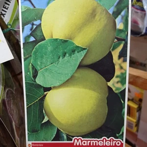 Árbol MEMBRILLO. Árbol de 2 años. En maceta 140 cm altura + ABONO - Bild 1 von 1