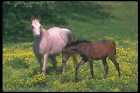 113029 Arabian Horses Mare With Foal A4 Photo Print