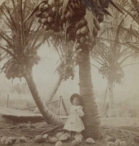 Florida Young Girl Dress Under Cocoanut Trees Underwood Antique Stereoview Card - Picture 1 of 3