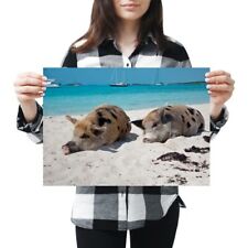 A3 - Pigs Bahamas Pig Piglet Beach Summer Poster 42X29.7cm280gsm #46037