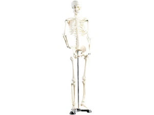 newgen medicals Modell Skelett | 85 cm | menschliches Stativ Lehrmodell Anatomie - Picture 1 of 1