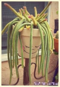 Golden Rat Tail Cactus, display in 7cm pot succulent - Picture 1 of 2