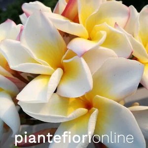 Plumeria CINDI MORAGNE Cutting & Plant - pomelia gialla frangipani hawaii - Foto 1 di 6