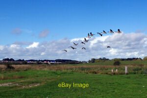 Photo 6x4 Flying over Doxey Marshes A flock of Canada geese has left Boun c2020