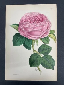 Botanicals, Roses, Antique Prints, James Andrews, Floral Magazine, 1866, #399 - Picture 1 of 1