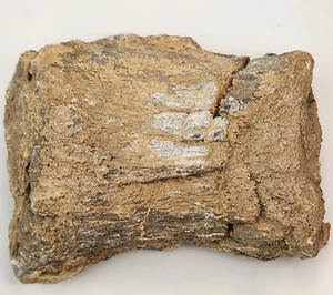 Sauropod Caudal Vertebra Fossil - Likely El Mers Fm. - Morocco - Picture 1 of 9