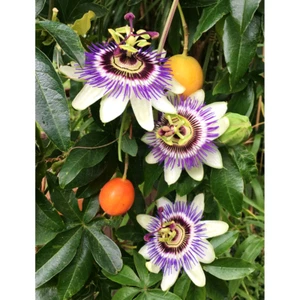 Blaue Passionsblume im Topf winterhart mehrjährig Bienenfreundlich - Bild 1 von 6