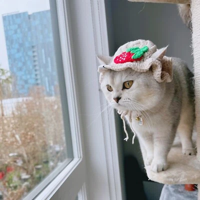 迷你草莓钩针帽猫和小狗/针织猫帽 — 第 1/4 张图片