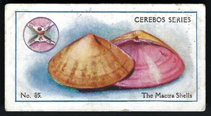 CEREBOS - SEA SHELLS - #85 THE MACTRA SHELLS - Picture 1 of 2