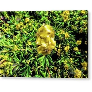 Acrylic Print "Yellow Flower" - Picture 1 of 22