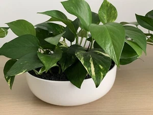 Devil’s ivy Plants In Decorative Bowl - Picture 1 of 10