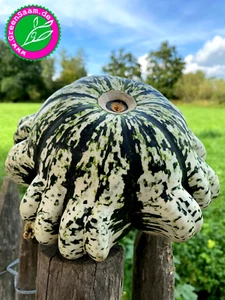 Kürbissamen 🎃️ PATISSON KÜRBIS GRÜN-WEIß  ⭐️ 7+ Samen tolle Sternform - Bild 1 von 6